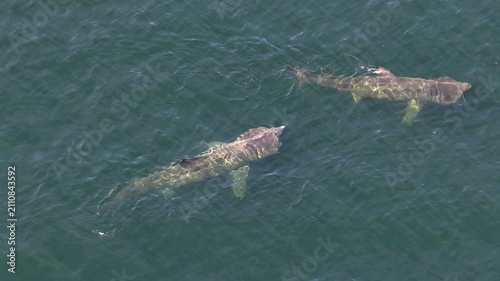Aerial view of basking sharks in Donegal Bay - Ireland
