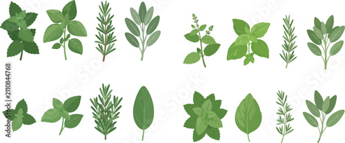 Foto Collection of various fresh green culinary herbs and spices, including basil, rosemary, sage, and mint, on a white background