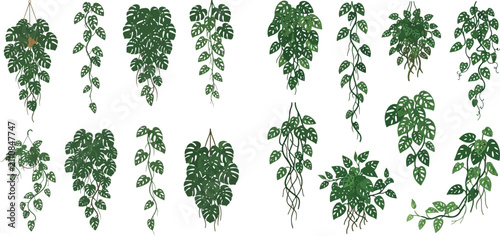 Canvastavla Set of hanging pothos plants, green ivy vines, and tropical foliage for decoration and garden design