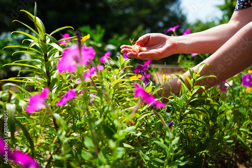 A hand holding dried phlox flower seeds in the garden.