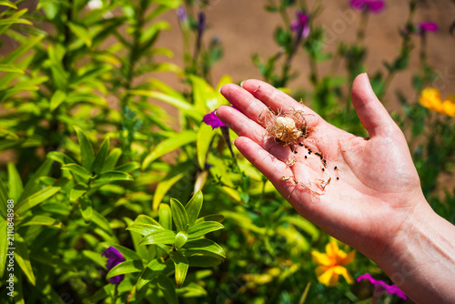 A hand holding dried phlox flower seeds in the garden.