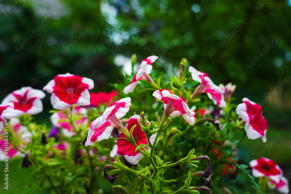 Fototapeta premium Red and white geranium flowers in bloom.