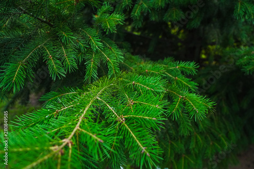 Konstfotografi Coniferous branch with green needles, close-up.