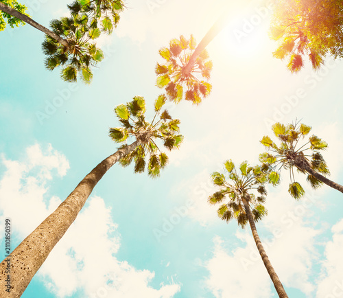 Tall Palm trees on a tropical beach against a blue sky with white clouds. Low Angle View. Photo in retro style.  Toned image