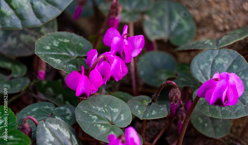 Group of bright pink Сyclamen coum caucasicum with beautiful patterned leaves against the background of the earth in garden