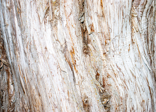 Fotografie A detailed close-up of rough, peeling tree bark with grey and light-brown tones covered in subtle lichen