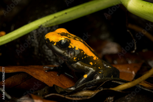 Rare color morph of a golden poison frog (Phyllobates terribilis) black body with a golden U shaped stripe sitting on leaf litter