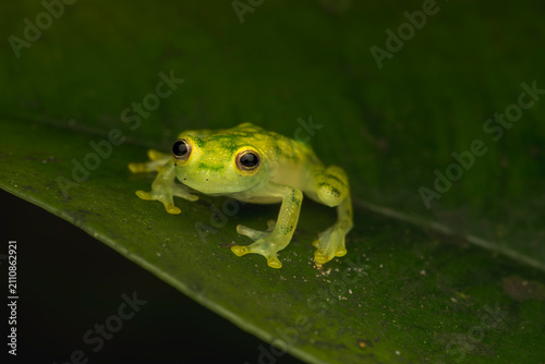 Adult La Palma glass frog (Hyalinabatrachium valerioi) on a green leaf at night with dilated pupils