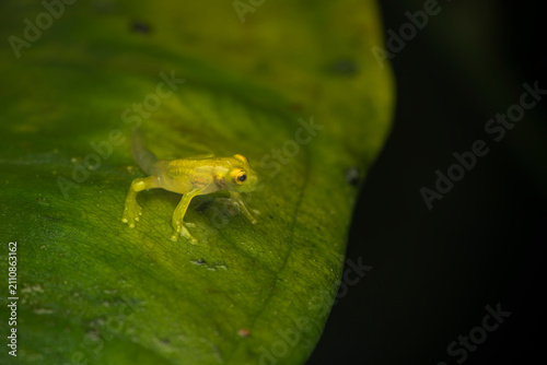 Young La Palma glass frog (Hyalinabatrachium valerioi) froglet with tail stub sitting on a green leaf