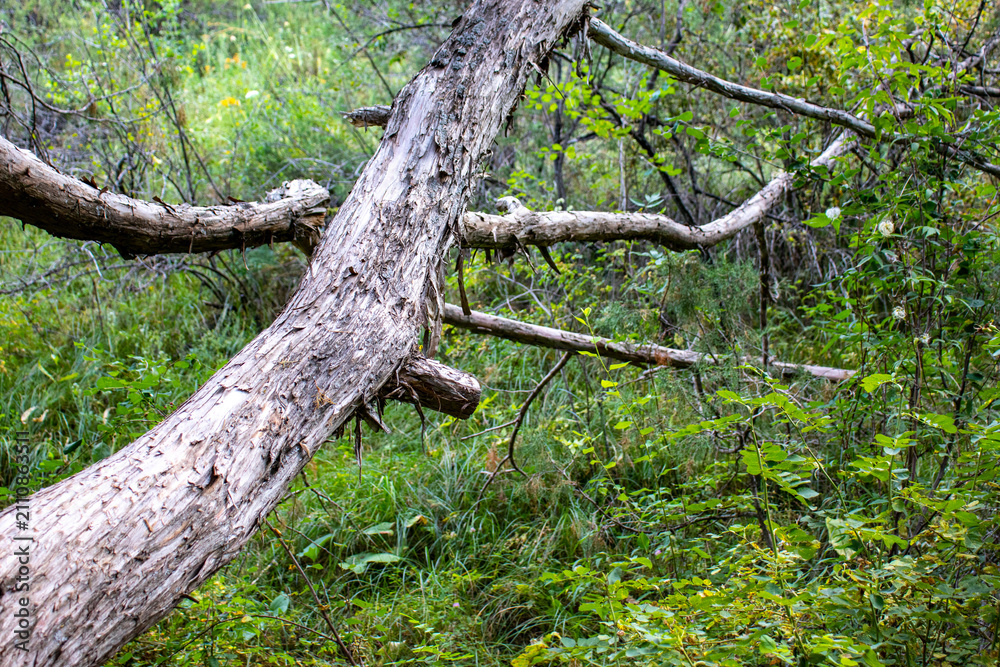 Fototapeta premium A large dry fallen tree trunk lying among dense green forest foliage. Natural decay, woodland landscape, and wild nature concept in Sairam-Su region, Kazakhstan.