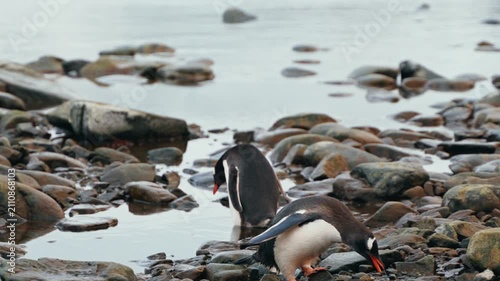 Tracking gentoo penguins walking and foraging along rocky pebble beach in Antarctica