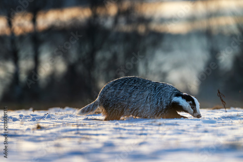 Foto European badger, Meles meles, foraging on a snowy meadow during sunset