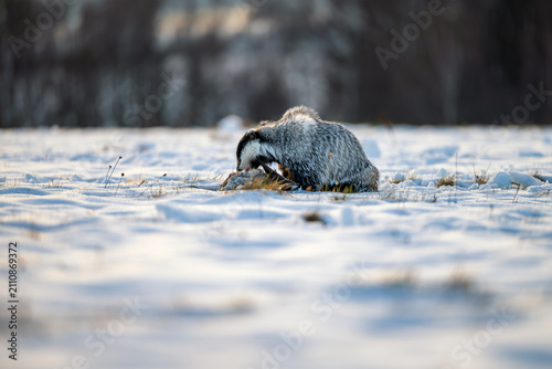 Принти на полотні European badger, Meles meles, foraging on a snowy meadow during sunset