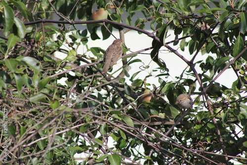 Sparrow