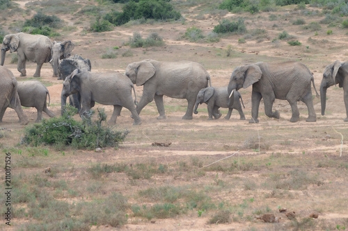 African Elephant Herd with Calf Crossing Dry Savanna