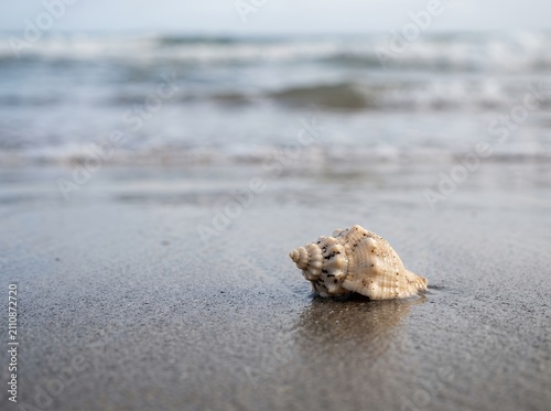 Seashell on wet sand at the beach with ocean waves in the background.