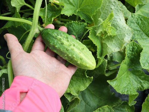 Hand Holding Fresh Cucumber on Vine