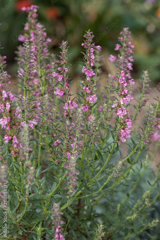 Obraz premium Hyssop shrub with pink blooming stems (Hyssopus officinalis). Popular culinary herb. Ideal for articles about growing kitchen herbs.