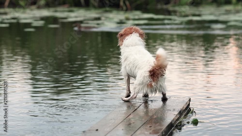 Wet Jack Russell Terrier stands on wooden bridge above river watching duck in slow motion. Dog shows strong hunting instinct with focused attention in natural outdoor scene.