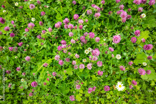 Roter Klee in einer wildblumenwiese