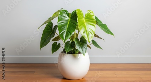 Green heart shaped philodendron plant in a round white pot on wood floor illustration