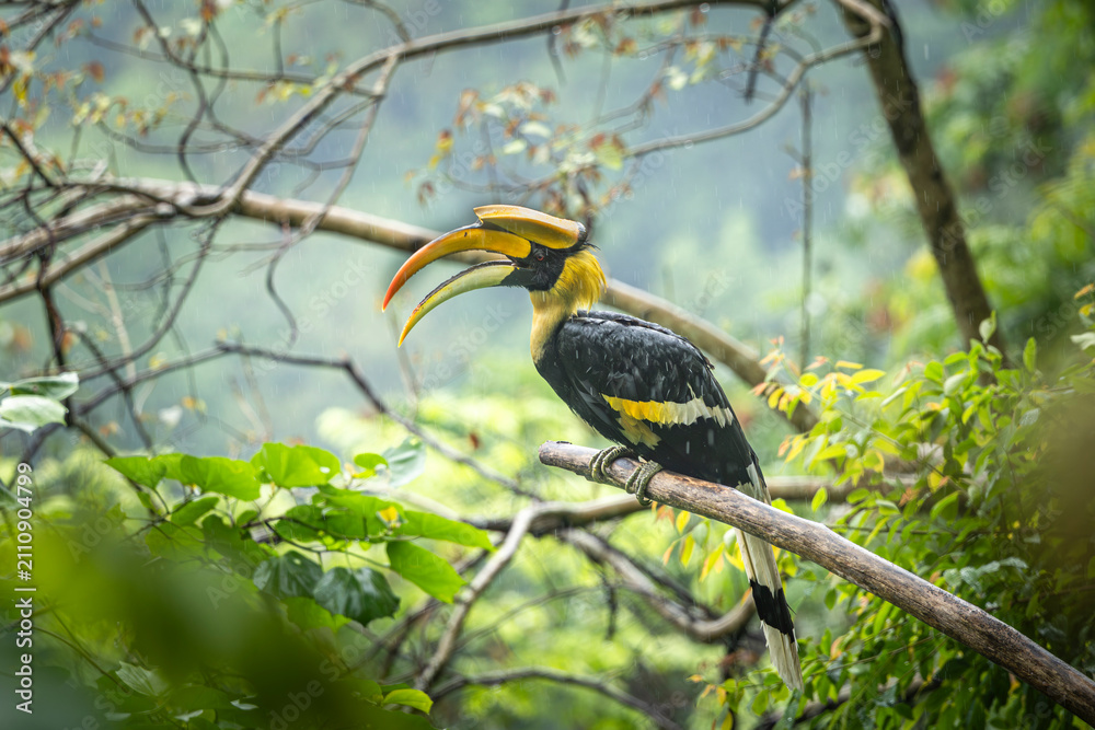 Obraz premium Great Indian Hornbill sitting in beautiful light, Bhutan, Manas National Park, Assam, India