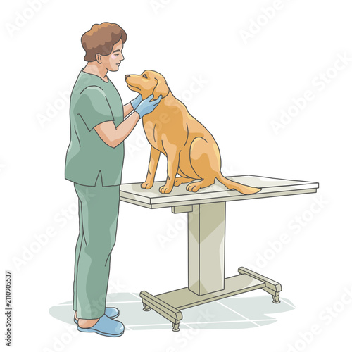 Veterinarian examining Labrador dog on examination table