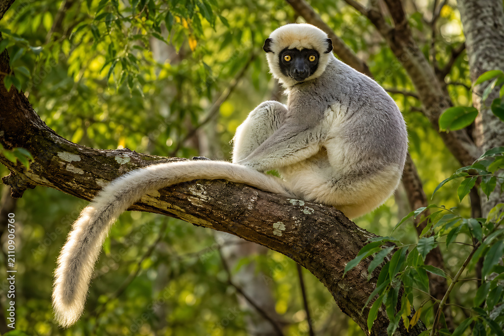Fototapeta premium Madagascar Lemur in Natural Habitat