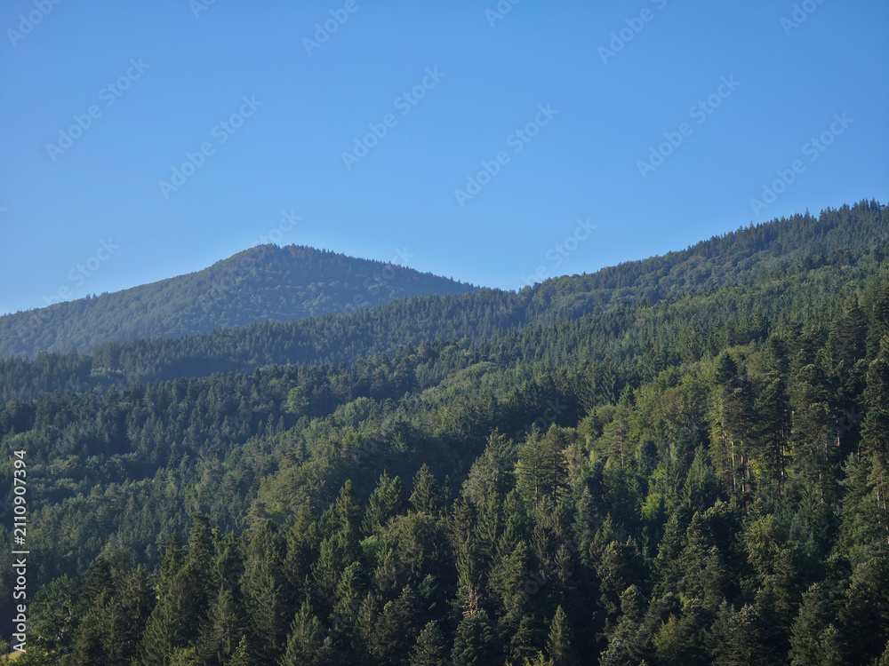 Obraz premium germany, breathtaking aerial view above black forest conifer treetops toward rohrhardsberg summit under perfect deep blue summer sky in untouched nature landscape