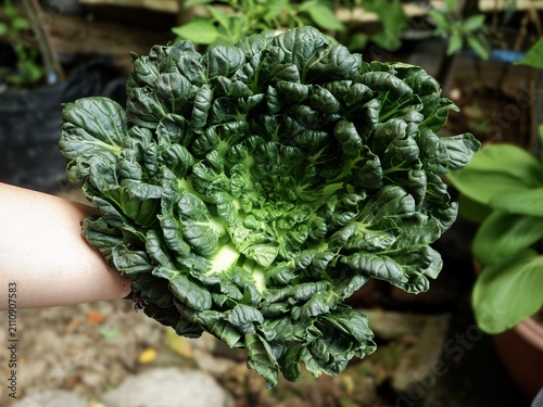Foto An arm holds a freshly harvested, rosette-shaped dark green Pagoda tatsoi against an outdoor backdrop at a farm