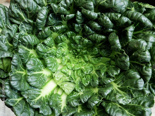 Фотография Natural background image from a  raw Brassica narinosa displaying puckered leaves, light green veins, and spiral growth geometry