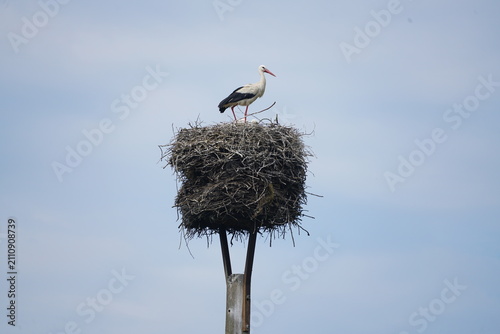 Weissstorch auf seinem Nest in brandenburg