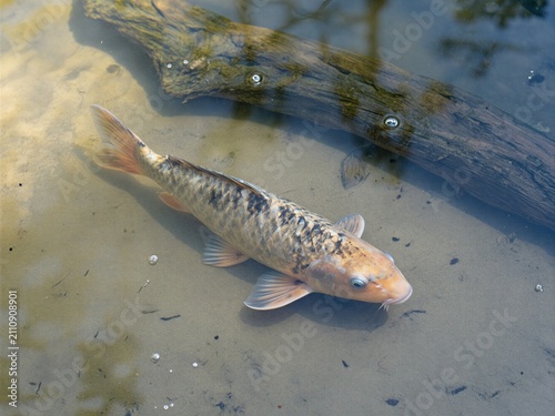 Common carp swimming near driftwood in shallow sunlit freshwater
