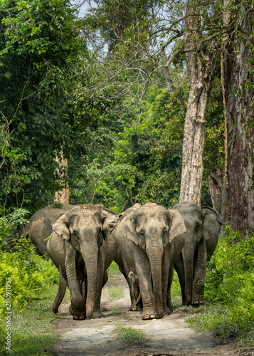 Canvas Print Indian elephants in Assam roaming in Manas and Kaziranga national parks, India