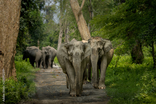 Canvas Print Indian elephants in Assam roaming in Manas and Kaziranga national parks, India