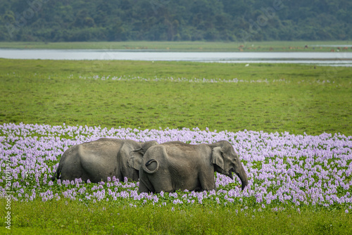 Photography Indian elephants in Assam roaming in Manas and Kaziranga national parks, India