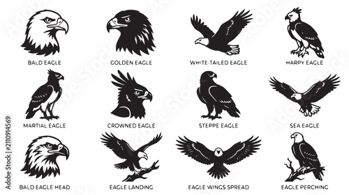 Fotografía Eagle silhouette vector collection, 12 bird of prey icons including bald eagle a