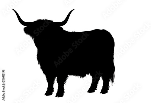 White Highland Cow Silhouette Isolated Transparent Background