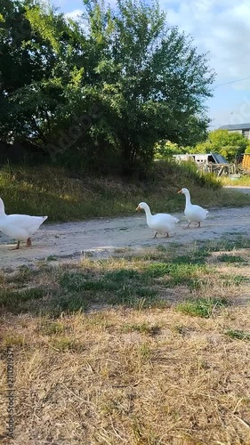 White geese walking on dirt road in village, Flock of white geese walking in countryside.