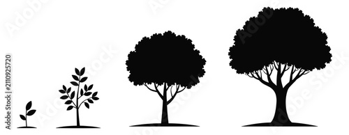 фотографія Life Cycle of a Tree: Four silhouetted stages illustrate the growth and development of a tree, from a tiny seedling to a mature, flourishing giant