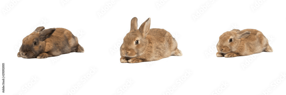 Obraz premium Set of cute brown pet rabbits lying down and resting isolated on transparent background, domestic bunny animal photos and adorable wildlife graphics, beautiful brown hare vector illustration design