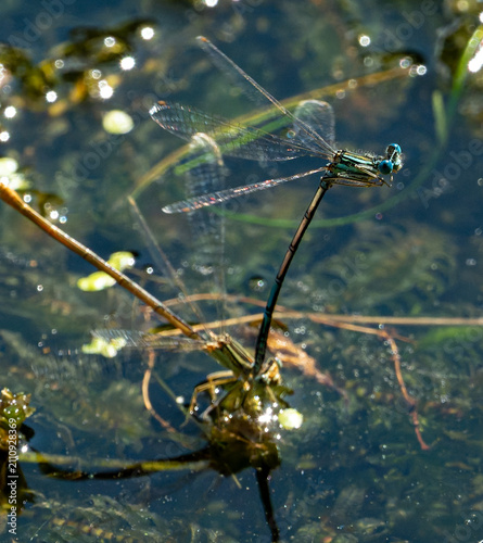 Fotografía damselflies on a blue background