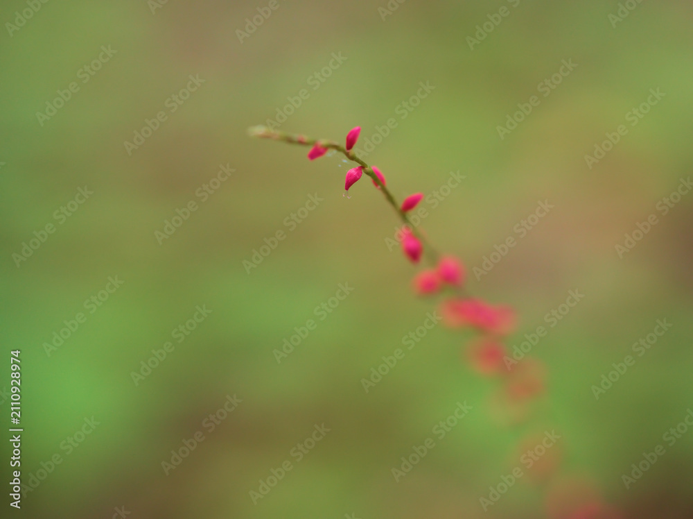Fototapeta premium 猛暑の7月に咲き始めた小さくて可憐な赤いミズヒキの花