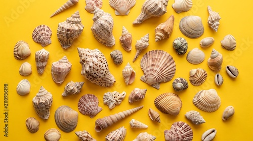 Variety of seashells on yellow background.