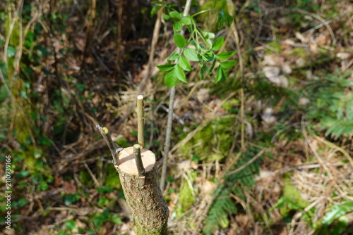 Quadro su tela Crown grafting new scions onto a tree rootstock