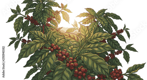 Konstfotografi Coffea arabica plant with red berries.