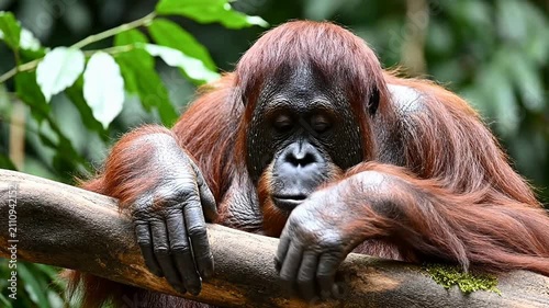 Orangutan Resting on Branch in Naturalistic Jungle Habitat, Close-Up Portrait with Lush Green Foliage Background