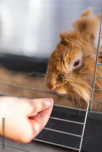 Obraz na płótnie Close up brown fluffy rabbit being offered food by hand through cage for pet car
