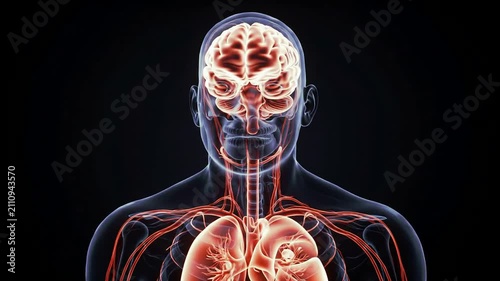 Neuroscan Concept with Panic Response Showing Transparent Head Brain and Anatomical Features in Digital Illustration