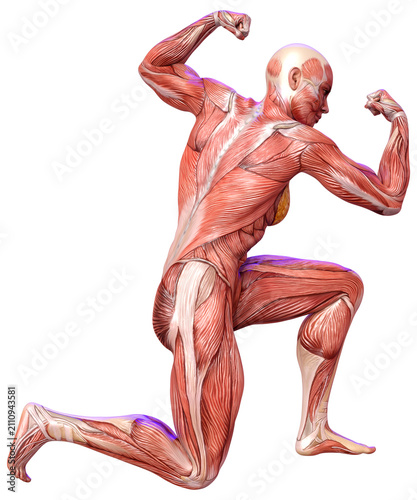 3D Rendering Female Anatomy Figure on White